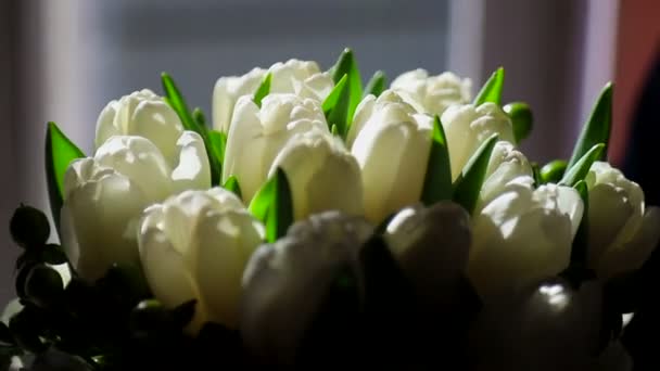 Weiße Tulpen als Hintergrund. die Sonnenstrahlen fallen auf ein Bündel weißer Tulpen. — Stockvideo
