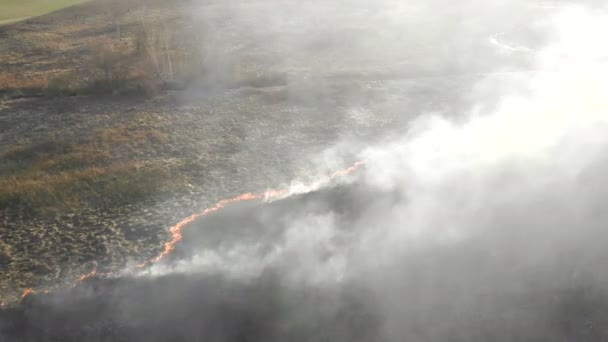 Des incendies à grande échelle. Brûler l'herbe et les arbres dans une grande zone . — Video