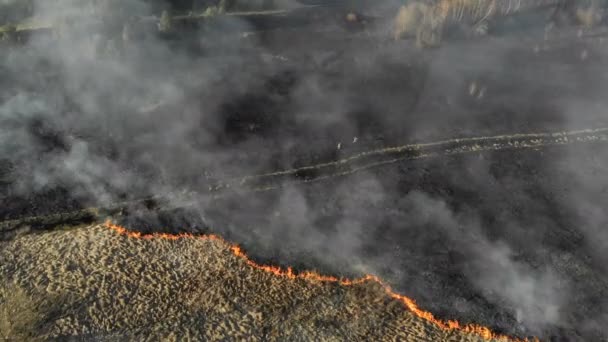 대규모 화재. 넓은 지역에서 불타는 잔디와 나무. 화재 현장에서 상황을 평가하는 소방관 그룹 — 비디오
