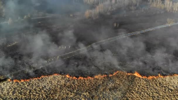 Großbrände. Gras und Bäume auf einer großen Fläche verbrennen. Eine Gruppe von Feuerwehrleuten beurteilt die Lage am Brandort — Stockvideo
