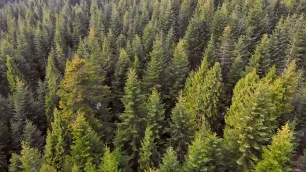 Letecké létání nad lesem zelených stromů. Pozadí zelených stromů. Záběry dronů