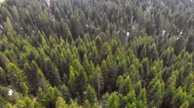 Yeşil ağaçlardan oluşan bir ormanın üzerinde uçan bir hava. Yeşil ağaçların arka planı. İnsansız hava aracı görüntüleri