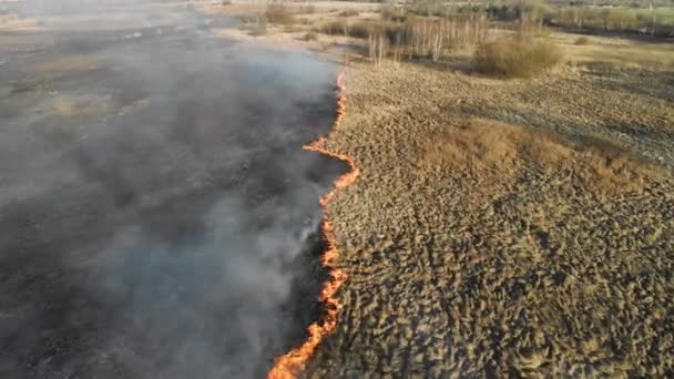 Incendio a gran escala. Hierba ardiente y árboles en una gran área . — Vídeo de stock