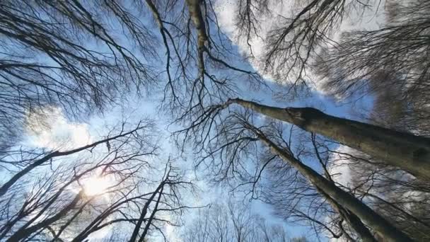 Des branches d'arbres contre le ciel bleu. Vue de bas en haut . — Video