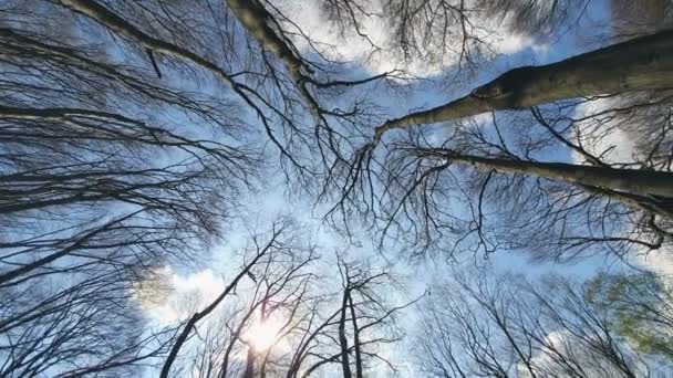 Sfondo rami di albero contro il cielo blu. Vista dal basso verso l'alto . — Video Stock