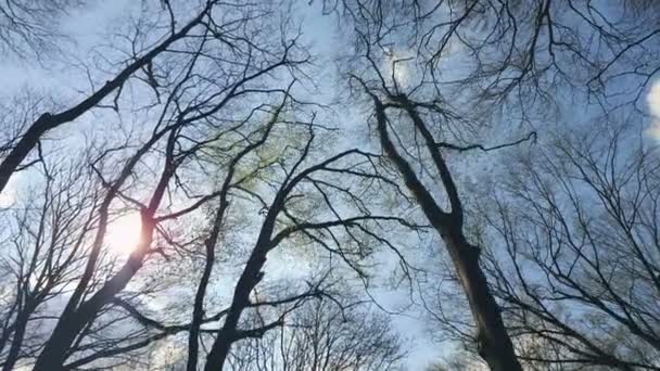 Arrière-plan branches d'arbre contre le ciel bleu. Vue de bas en haut . — Video