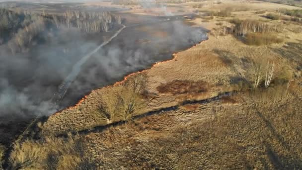 Großbrände. Verbrennung von Gras und Bäumen auf einer großen Fläche. — Stockvideo