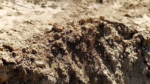 Terra seca cai no chão close-up em movimento super lento 1000Fps — Vídeo de Stock