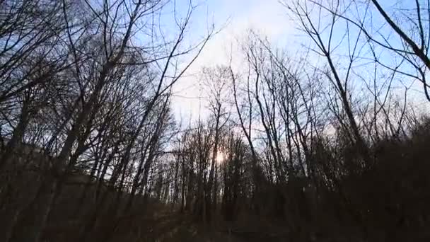 Movimento da câmera entre árvores sem folhas. O sol brilha na câmera contra o céu azul e ramos. O campo escuro — Vídeo de Stock