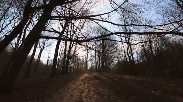 Camera beweging tussen bomen zonder bladeren. De zon schijnt in de camera tegen de blauwe lucht en takken. Het donkere platteland — Stockvideo