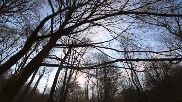 Movimento da câmera entre árvores sem folhas. O sol brilha na câmera contra o céu azul e ramos. O campo escuro — Vídeo de Stock