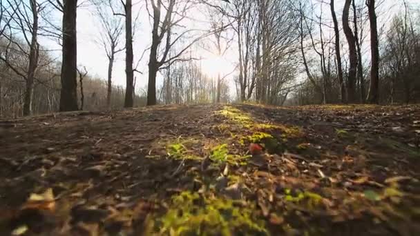 De beweging van de camera op de as met groen mos. De zon schijnt in de camera tegen de blauwe lucht en takken. Het donkere platteland — Stockvideo