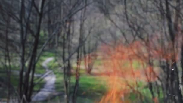 在森林里用木头烧火。火背景下森林中的绿色草坪 — 图库视频影像