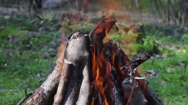 Сожги огонь с дровами в лесу. Зеленая лужайка в лесу на фоне огня — стоковое видео