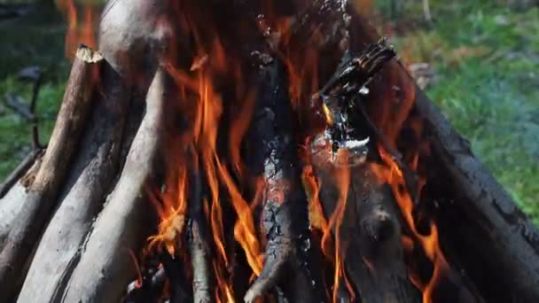 Brûler le feu avec du bois dans la forêt. Pelouse verte dans la forêt sur fond de feu — Video