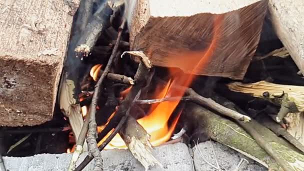 Incêndio de queima de movimento super lento de madeira na floresta . — Vídeo de Stock