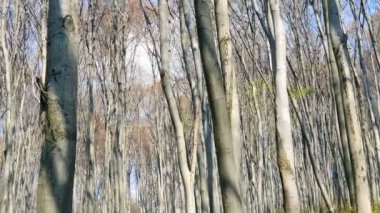 Ormandaki ağaçların arka planı. Lensin geniş açı üzerinde ağaçların Panorama . Yeşil çimenler ve yüksek ağaçlarla orman glade