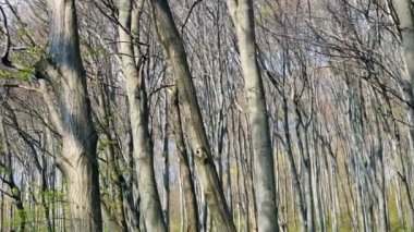 Bahar ormanındaki ağaçların Arka Plan Panoraması