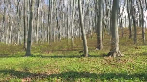 Тло дерев у лісі. Панорама дерев на широкому куті лінзи. Лісова галявина, з зеленою травою і високими деревами — стокове відео