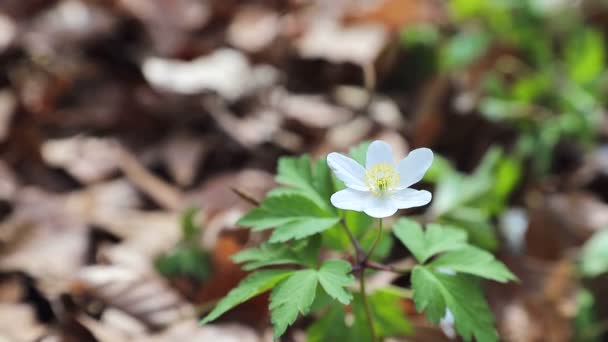 Pequeña flor blanca del bosque de primavera en césped verde de cerca — Vídeos de Stock