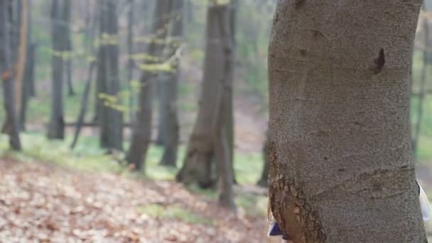 Lilla barfota flicka körs i en skog eller Park och gömmer sig bakom träd i en vit klänning med blå mönster. — Stockvideo
