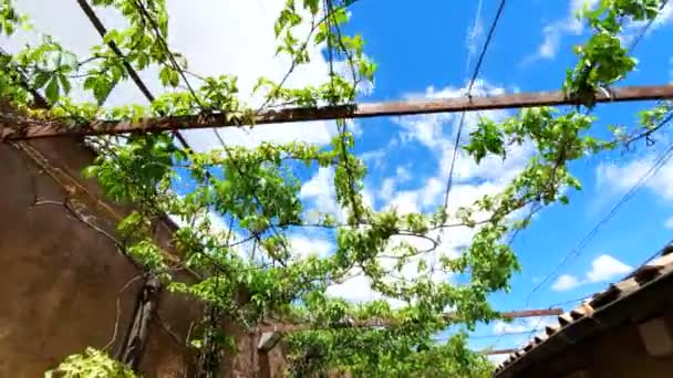 Виноград, который сплетен по спирали, образуя потолок здания и защиту от солнца. Камера движения и смотреть на верхней части винограда — стоковое видео