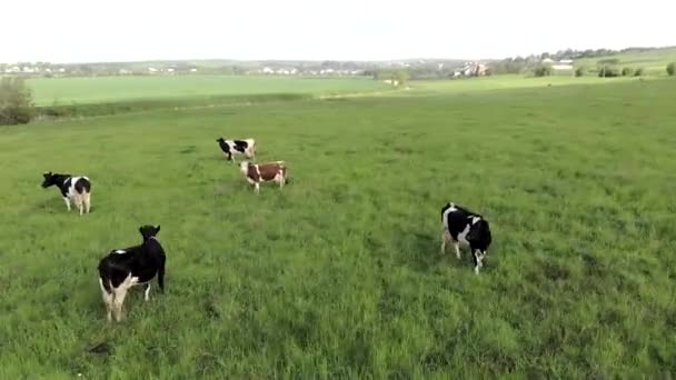 Vista aérea de vacas em uma fazenda. Grupo de vacas calmamente andando e mastigando grama em um prado verde brilhante — Vídeo de Stock