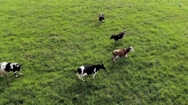 Вид с воздуха на коров на ферме. Группа коров спокойно ходит и жует траву на ярко-зеленом лугу — стоковое видео