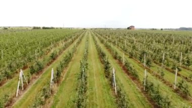 Apple tarlası havadan görünümü. Elma ekimi. Panorama Apple Orchard bir drone ile çekim. Kamera ön tarafta hareket ediyor