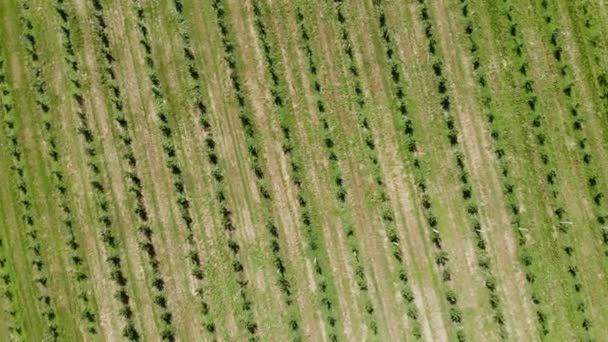 Letecký pohled na vrchol. Jablečná plantáž. Pěstování jablek. Panorama jablečného ovocného sadu. Pozadí nebo textura. — Stock video