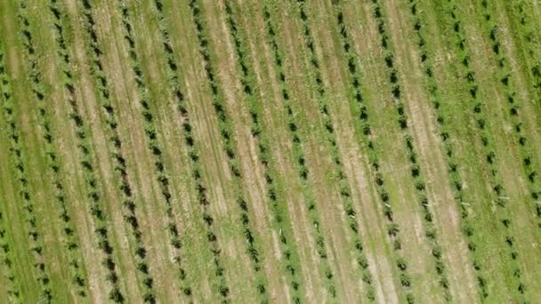 Aerial view on top. Apple plantation. The cultivation of apples. Panorama Apple orchard shooting with a drone. Background or texture. — Stock Video