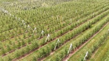 Elma tarlasının havadan görünüşü. Elma ekimi. Panorama Elma Bahçesi İHA ile vuruluyor.