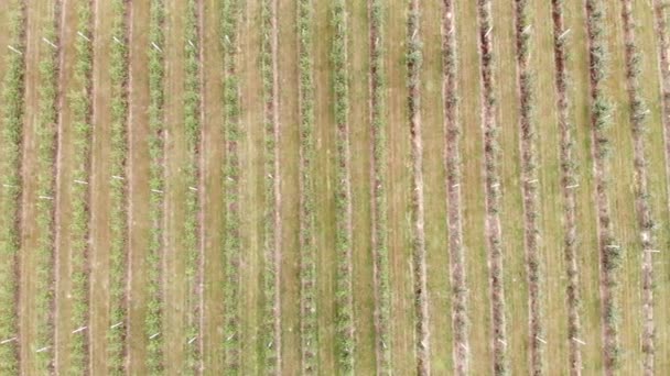 Aerial view on top. Apple plantation. The cultivation of apples. Panorama Apple orchard shooting with a drone. Background or texture. — Stock Video