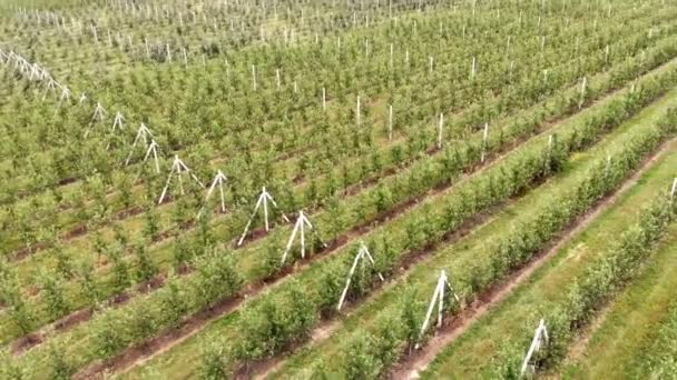 Vista aérea da plantação da Apple. O cultivo de maçãs. Panorama Maçã pomar tiro com um drone. — Vídeo de Stock