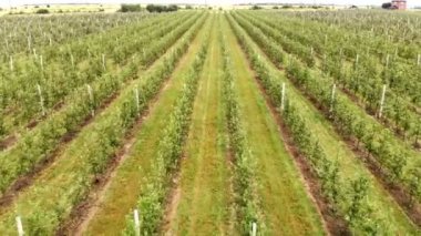 Apple tarlası havadan görünümü. Elma ekimi. Panorama Apple Orchard bir drone ile çekim. Kamera ön tarafta hareket ediyor