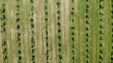 Üstte havadan görünüm. Elma tarlası. Elma ekimi. Panorama Apple Orchard bir drone ile çekim. Arka plan veya doku.