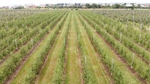 Літаючий дрон між рядами яблучного саду. Молодий сад з яблуні — стокове відео