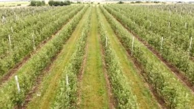 Apple tarlası havadan görünümü. Elma ekimi. Panorama Apple Orchard bir drone ile çekim. Kamera ön tarafta hareket ediyor