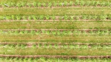 Üst Apple bahçesinde havadan görünüm. Apple bahçesinin Panoraması. Doku veya arka plan