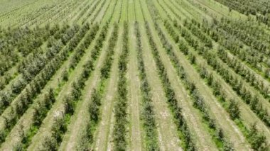 Apple Meyve Bahçesi 'nin arasında İHA uçuruyor. Genç elma bahçesi