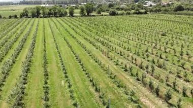 Üstte havadan görünüm. Büyük elma çiftliği. Elma ekimi. Panorama Apple Orchard bir drone ile çekim. Arka plan veya doku.