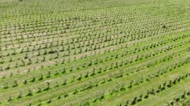 Üstte havadan görünüm. Büyük elma çiftliği. Elma ekimi. Panorama Apple Orchard bir drone ile çekim. Arka plan veya doku.