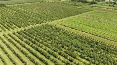 Üstte havadan görünüm. Büyük elma çiftliği. Elma ekimi. Panorama Apple Orchard bir drone ile çekim. Arka plan veya doku.