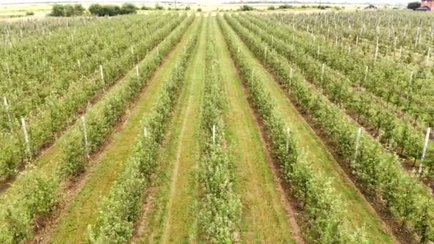 Flyger drönare mellan raderna av Apple fruktträdgård. Ung äppelträdgård — Stockvideo