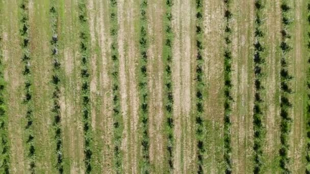 Luchtfoto bovenop. Apple Plantation. De teelt van appels. Panorama appelboomgaard schieten met een drone. Achtergrond of textuur. — Stockvideo