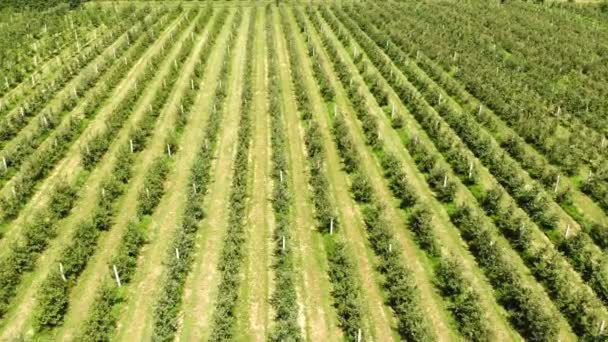 Vliegende drone tussen de rijen van Apple boomgaard. Jonge appelboomgaard — Stockvideo