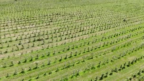 Luchtfoto bovenop. Big Apple Plantation. De teelt van appels. Panorama appelboomgaard schieten met een drone. Achtergrond of textuur. — Stockvideo