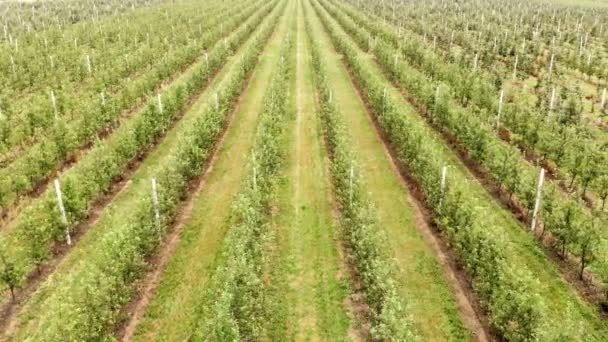 Fliegende Drohne zwischen den Reihen der Apfelplantage. Junger Apfelgarten — Stockvideo