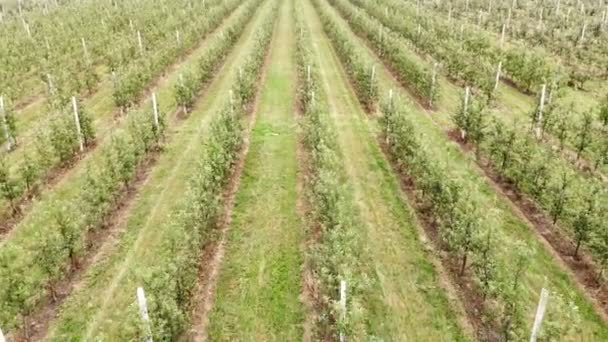 Fliegende Drohne zwischen den Reihen der Apfelplantage. Junger Apfelgarten — Stockvideo