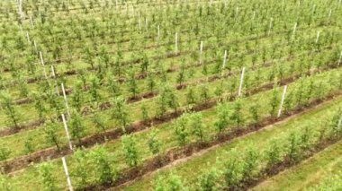 Apple Meyve Bahçesi 'nin arasında İHA uçuruyor. Genç elma bahçesi